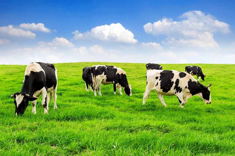 milk cow 2